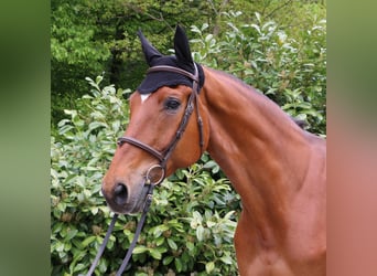 Oldenburg, Gelding, 17 years, 17 hh, Brown