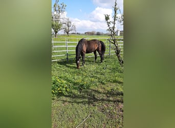Oldenburg, Gelding, 18 years, 15,2 hh, Brown