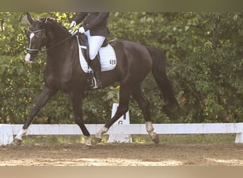 Oldenburg, Gelding, 18 years, 16,2 hh, Black