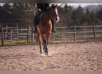 Oldenburg, Gelding, 18 years, 17 hh, Brown