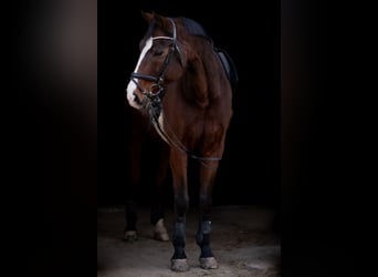 Oldenburg, Gelding, 18 years, 17 hh, Brown