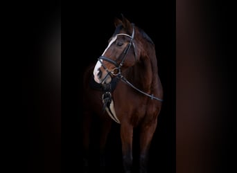 Oldenburg, Gelding, 18 years, 17 hh, Brown