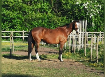 Oldenburg, Gelding, 18 years, 17 hh, Brown