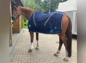 Oldenburg, Gelding, 18 years, 17 hh, Chestnut-Red