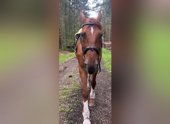 Oldenburg, Gelding, 18 years, 17 hh, Chestnut-Red