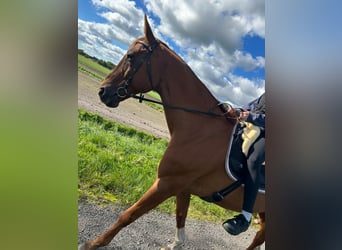 Oldenburg, Gelding, 18 years, 17 hh, Chestnut-Red