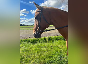 Oldenburg, Gelding, 18 years, 17 hh, Chestnut-Red