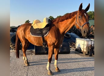 Oldenburg, Gelding, 18 years, 17 hh, Chestnut-Red