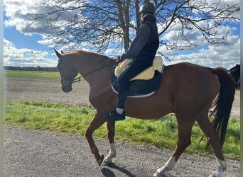 Oldenburg, Gelding, 18 years, 17 hh, Chestnut-Red