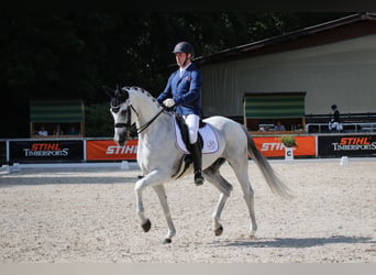 Oldenburg, Gelding, 18 years, 17 hh, Grey