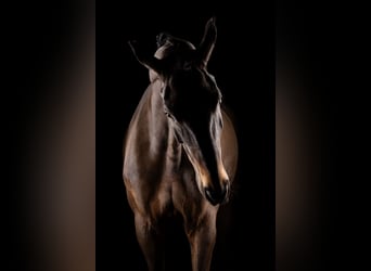 Oldenburg, Gelding, 18 years, 18 hh, Brown