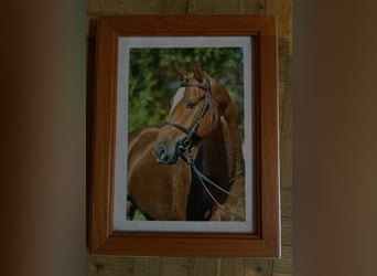 Oldenburg, Gelding, 19 years, 16,1 hh, Chestnut-Red