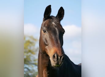 Oldenburg, Gelding, 19 years, 16 hh, Bay-Dark