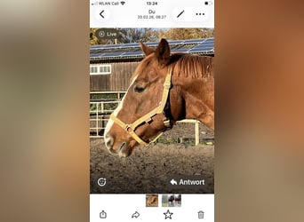 Oldenburg, Gelding, 19 years, 16 hh, Chestnut-Red