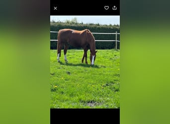 Oldenburg, Gelding, 19 years, 16 hh, Chestnut-Red