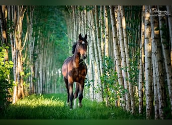 Oldenburg, Gelding, 19 years, 17 hh, Brown