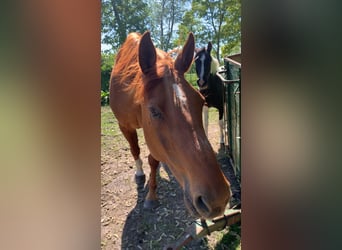 Oldenburg, Gelding, 19 years, 17 hh, Chestnut-Red