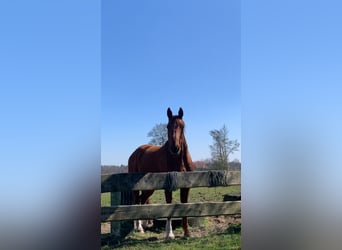 Oldenburg, Gelding, 19 years, 17 hh, Chestnut-Red