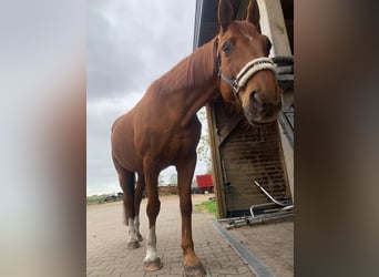 Oldenburg, Gelding, 19 years, 17 hh, Chestnut-Red