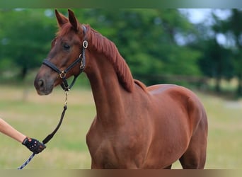 Oldenburg, Gelding, 1 year, 17 hh, Chestnut