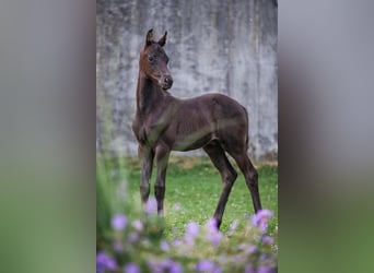 Oldenburg, Gelding, 1 year, Black