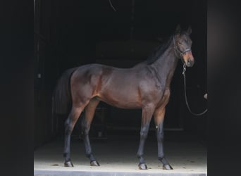 Oldenburg, Gelding, 1 year