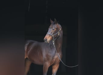 Oldenburg, Gelding, 1 year