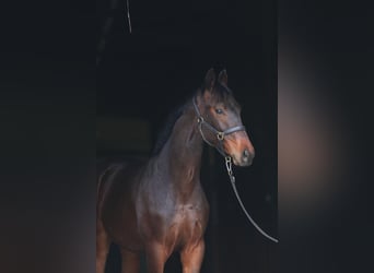 Oldenburg, Gelding, 1 year