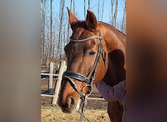 Oldenburg, Gelding, 20 years, 16,2 hh, Chestnut-Red