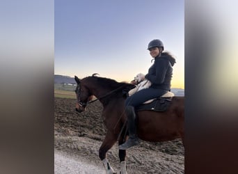Oldenburg, Gelding, 20 years, 16.3 hh, Brown