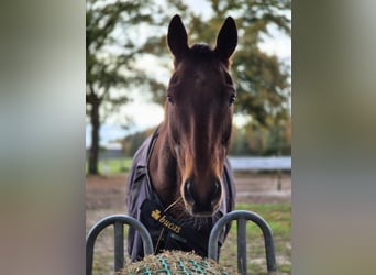 Oldenburg, Gelding, 20 years, 16,2 hh, Brown