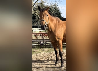 Oldenburg, Gelding, 20 years, 17 hh, Brown