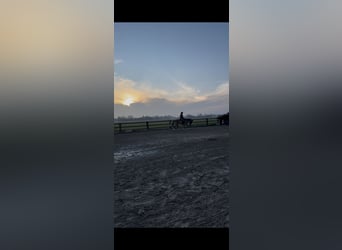 Oldenburg, Gelding, 22 years, 15,2 hh, Brown