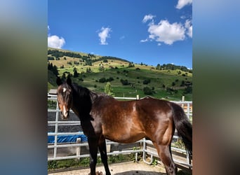 Oldenburg, Gelding, 24 years, 17 hh, Brown