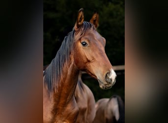 Oldenburg, Gelding, 2 years, 15.2 hh, Bay