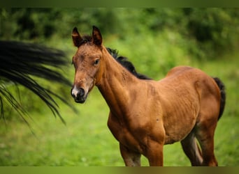 Oldenburg, Gelding, 2 years, 15.2 hh, Bay