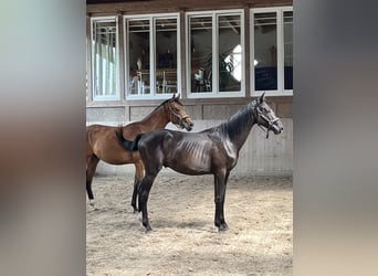 Oldenburg, Gelding, 2 years, 15.3 hh, Brown