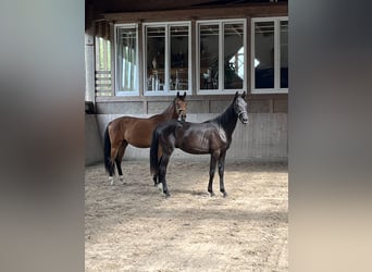 Oldenburg, Gelding, 2 years, 15.3 hh, Brown