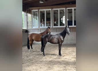 Oldenburg, Gelding, 2 years, 15.3 hh, Brown
