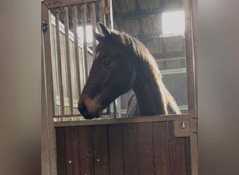Oldenburg, Gelding, 2 years, 16.1 hh, Bay-Dark