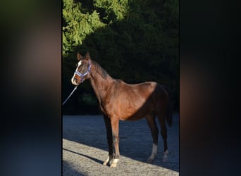 Oldenburg, Gelding, 2 years, 16.1 hh, Bay