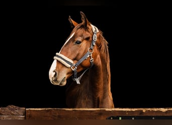 Oldenburg, Gelding, 2 years, 16.1 hh, Bay