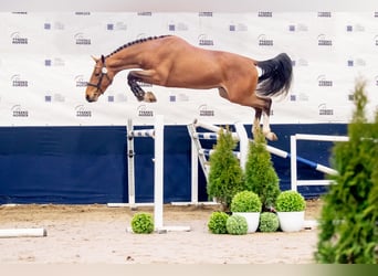 Oldenburg, Gelding, 2 years, 16.1 hh, Bay