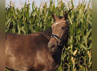 Oldenburg, Gelding, 2 years, 16,1 hh, Brown Falb mold