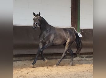 Oldenburg, Gelding, 2 years, 16,1 hh, Brown Falb mold