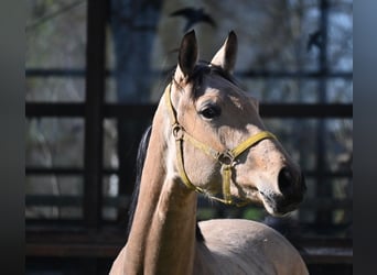 Oldenburg, Gelding, 2 years, 16.1 hh, Buckskin