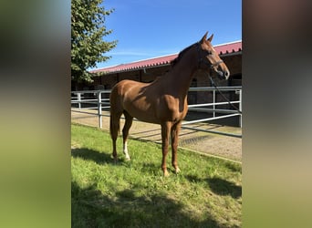 Oldenburg, Gelding, 2 years, 16.1 hh, Chestnut