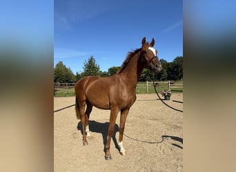 Oldenburg, Gelding, 2 years, 16.1 hh, Chestnut-Red Oldenburg, Gelding, 2 years, 16.1 hh, Chestnut-Red
