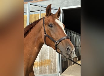 Oldenburg, Gelding, 2 years, 16.1 hh, Chestnut-Red Oldenburg, Gelding, 2 years, 16.1 hh, Chestnut-Red