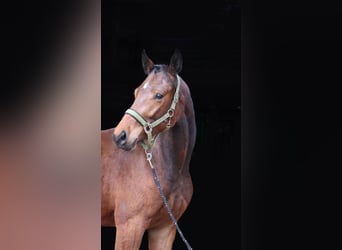 Oldenburg, Gelding, 2 years, 16.2 hh, Bay-Dark